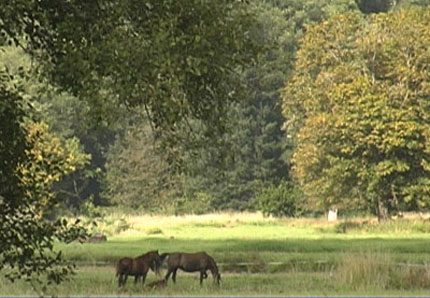 mares in pasture